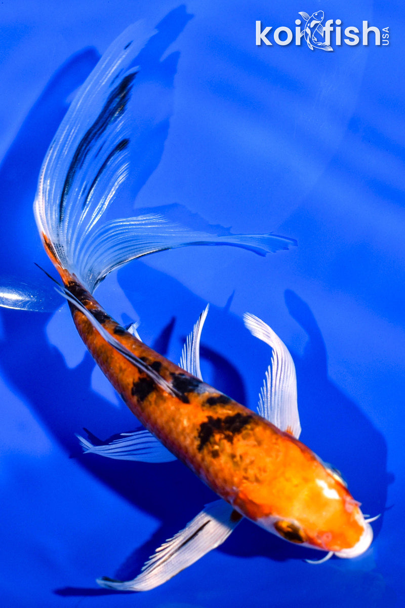 6.25" YAMATO NISHIKI BUTTERFLY