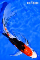 7.75" SANKE BUTTERFLY