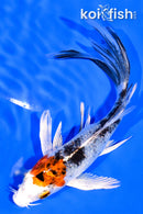 5.5" YAMATO NISHIKI BUTTERFLY