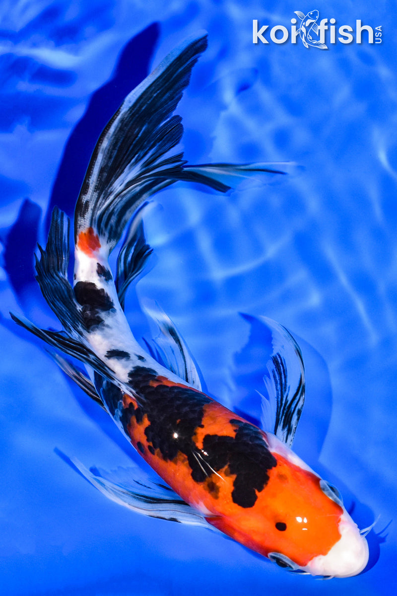 8" SANKE BUTTERFLY