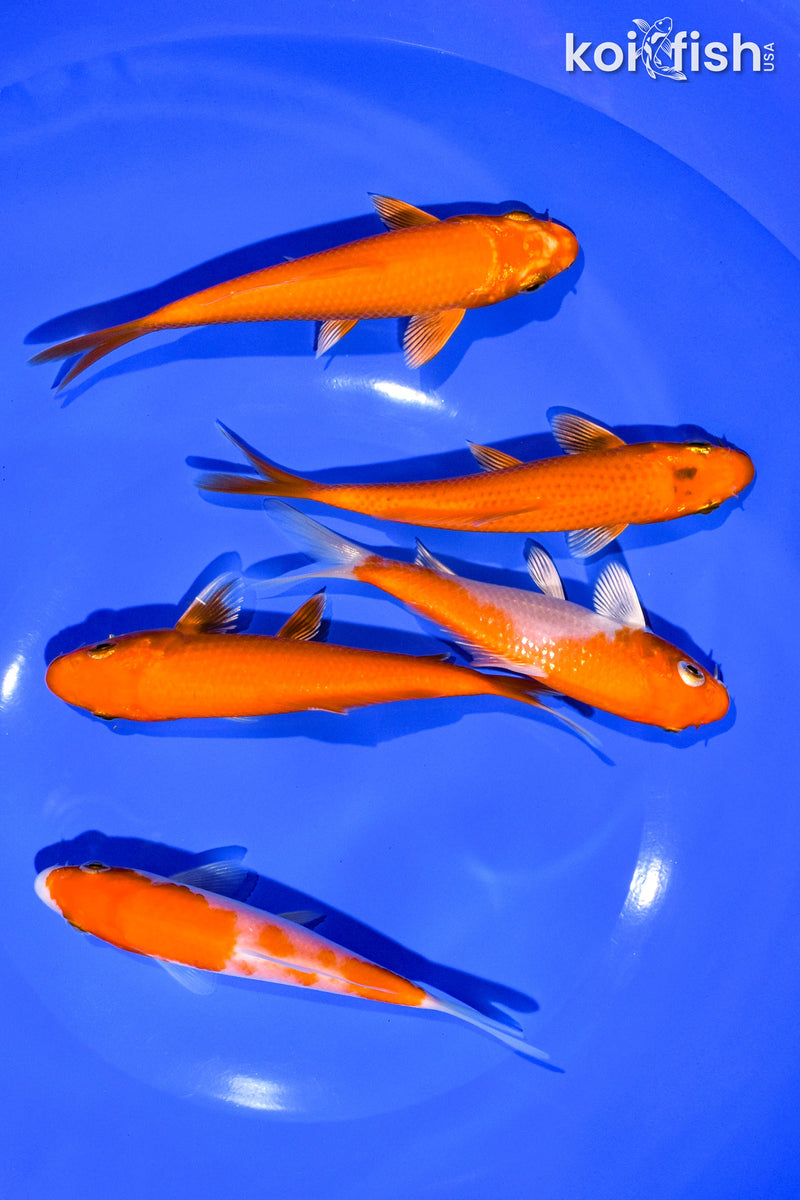 PACK OF (5) 4-5" STANDARD KOI