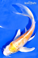 5.75" HARIWAKE BUTTERFLY