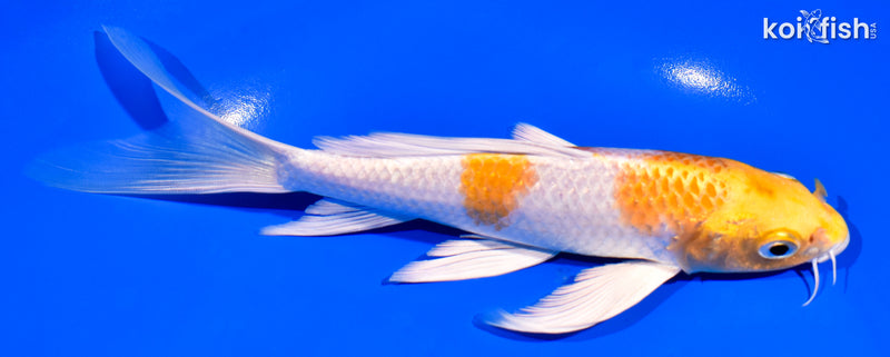 7.25" HARIWAKE BUTTERFLY