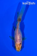 4.25" WAKIN GOLDFISH