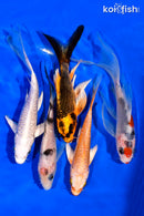 PACK OF (5) 5-6" BUTTERFLY KOI