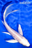 6" ARAGOKE PLATINUM OGON BUTTERFLY