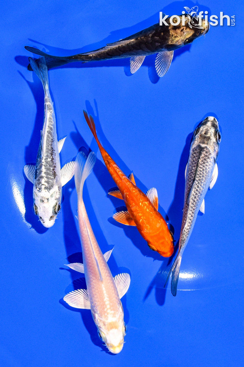 PACK OF (5) 3-4" STANDARD KOI