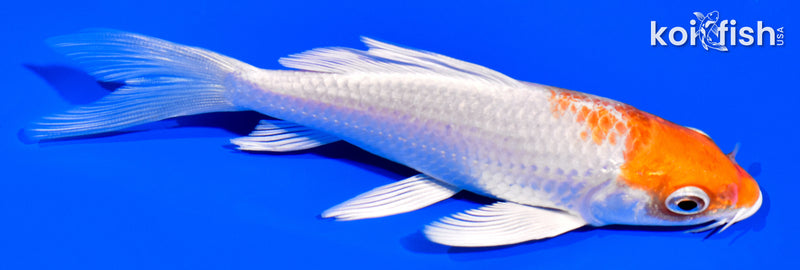 5.25" HARIWAKE BUTTERFLY