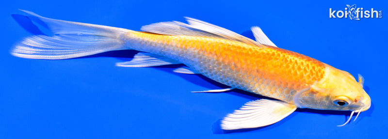 6.75" YAMABUKI OGON BUTTERFLY