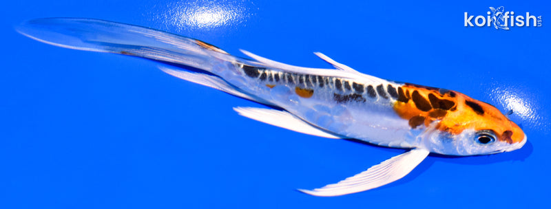 6" BENI KIKOKURYU BUTTERFLY