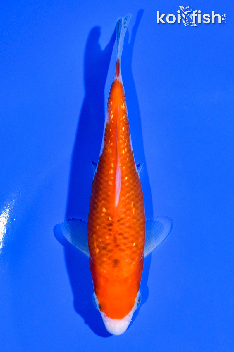 5.25" GINRIN GOROMO