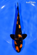 6.75" GINRIN HI UTSURI