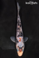 5" BENI MATSUKAWABAKE