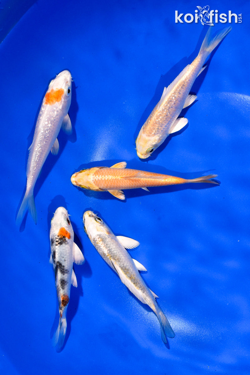 PACK OF (5) 4-4.5" STANDARD KOI