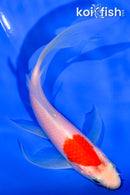 5.5" KOHAKU BUTTERFLY