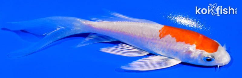 4.25" HARIWAKE BUTTERFLY
