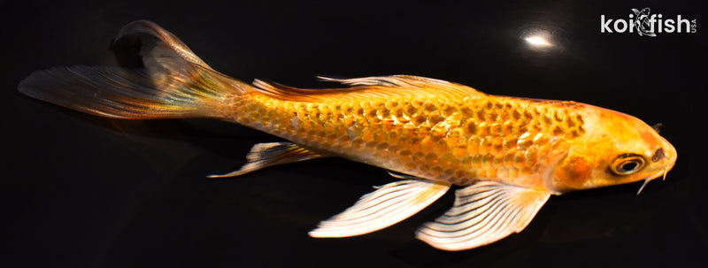 7" GINRIN ORENJI MATSUBA BUTTERFLY