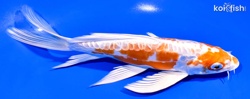 7.5" KIKUSUI BUTTERFLY