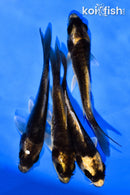 PACK OF (4) 4-5" KABUTO KOI