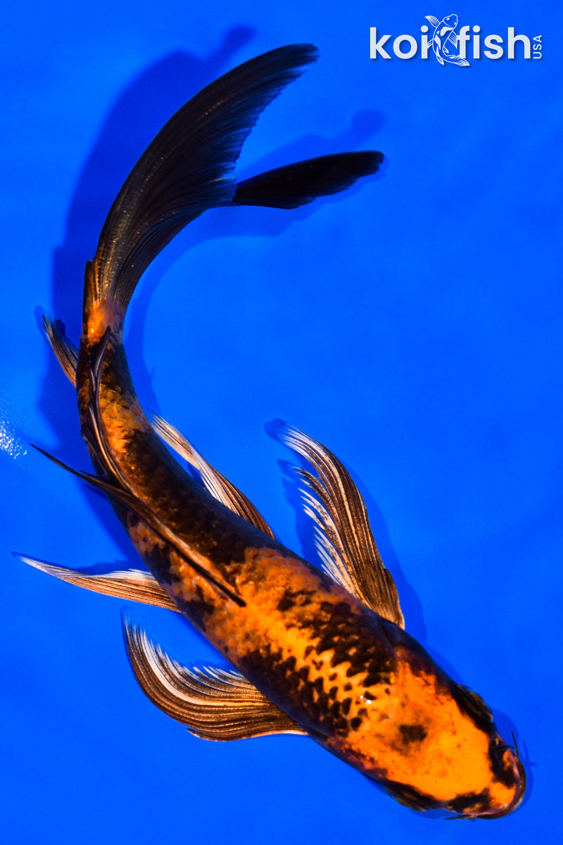 6" KIN HI UTSURI BUTTERFLY