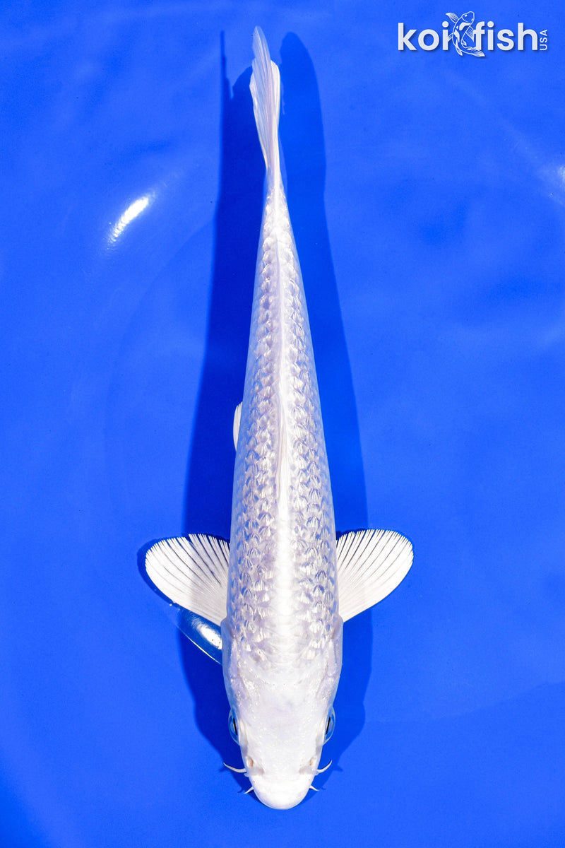 7.75" GINRIN PLATINUM OGON