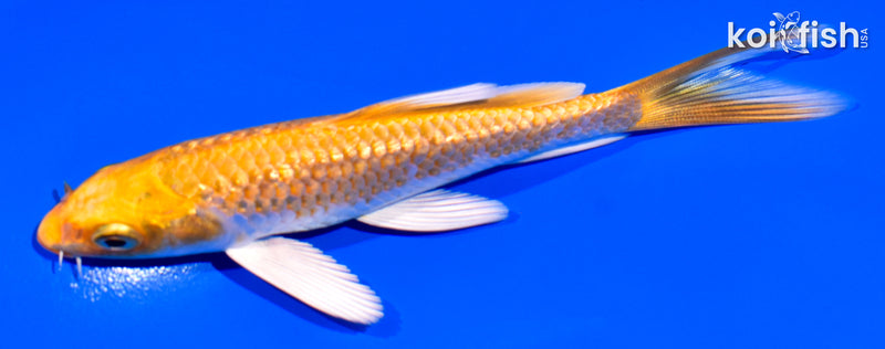 4.25" GINRIN YAMABUKI OGON BUTTERFLY
