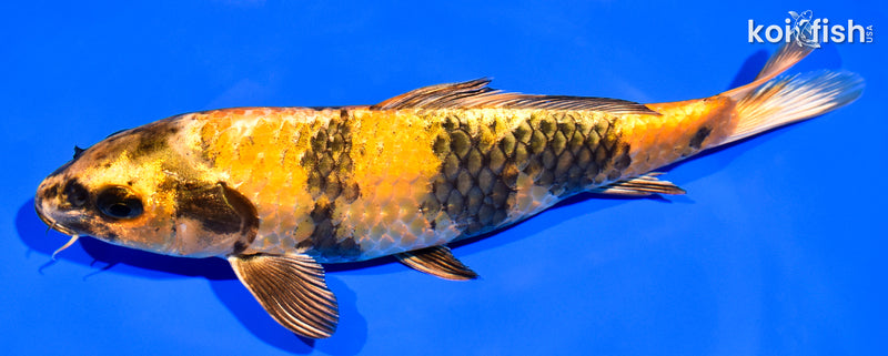 7.75" KIN HI UTSURI