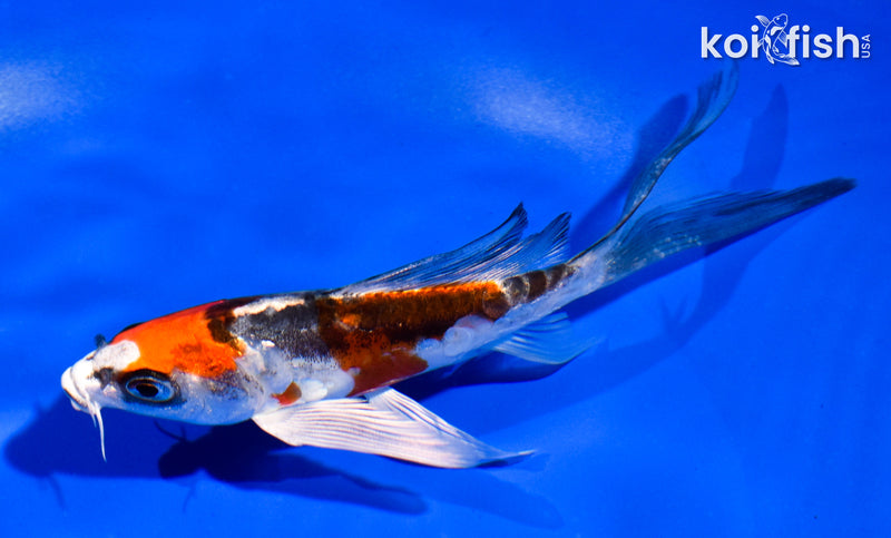 5" ARAGOKE BENI KIKOKURYU BUTTERFLY