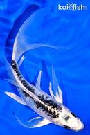 7.25" ARAGOKE KIKOKURYU BUTTERFLY