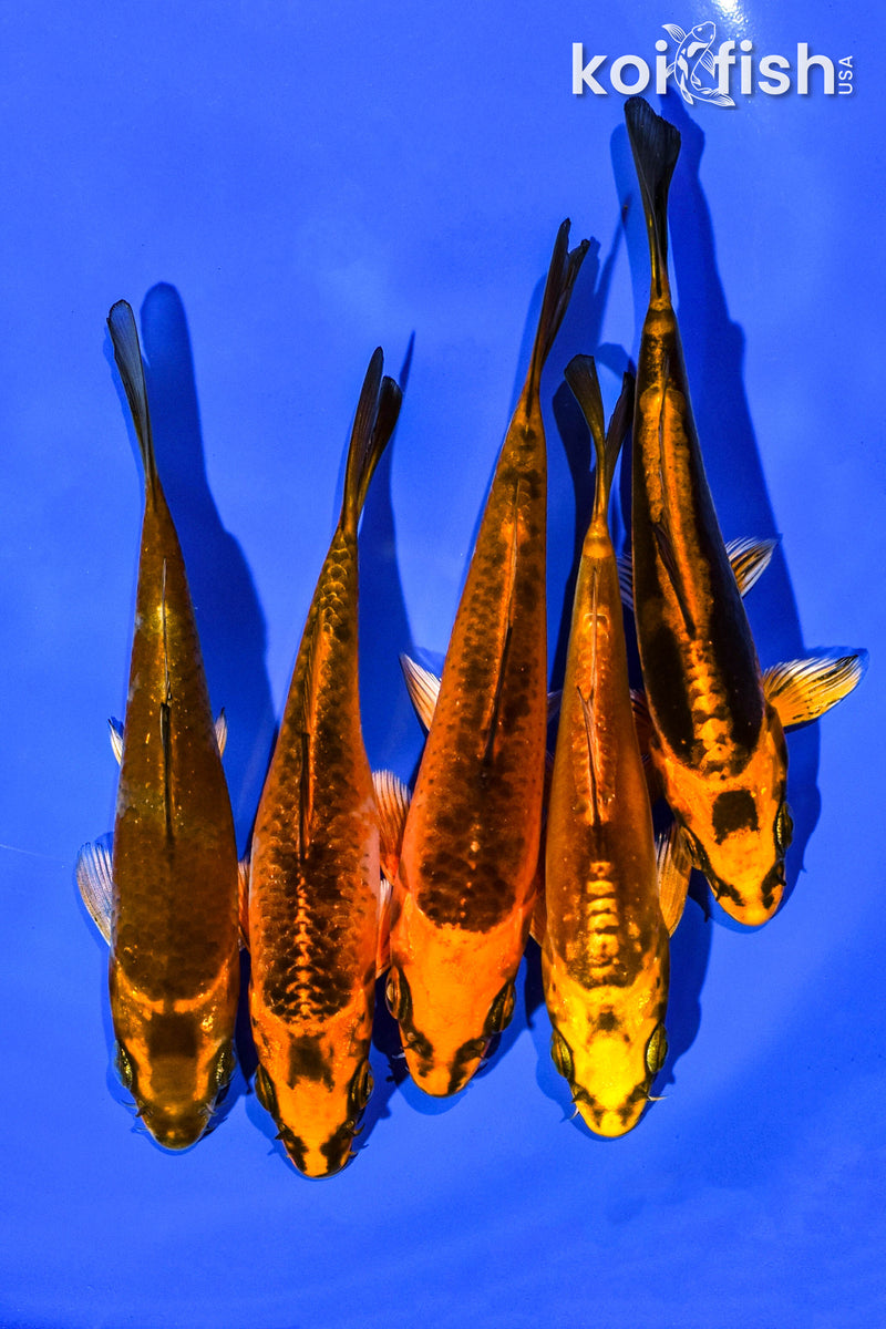 PACK OF (5) 4-5" STANDARD KOI