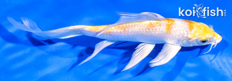 5.5" HARIWAKE BUTTERFLY