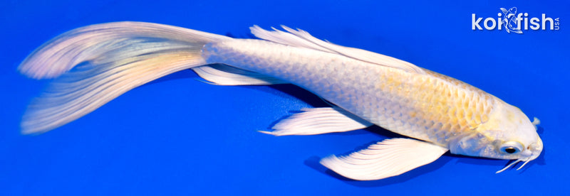 7.75" LEMON HARIWAKE BUTTERFLY
