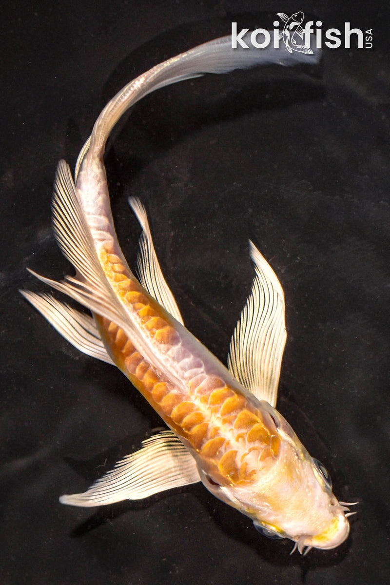 5.5" ARAGOKE HARIWAKE BUTTERFLY