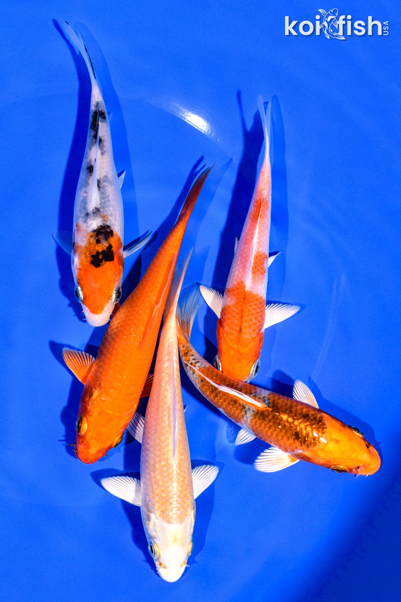 PACK OF (5) 4-5" STANDARD KOI