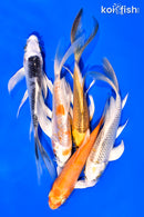 PACK OF (5) 5-6" BUTTERFLY KOI