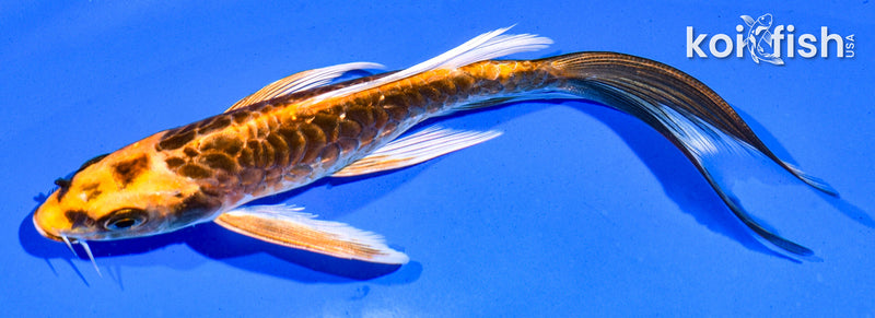 5.5" ARAGOKE BENI KIKOKURYU BUTTERFLY