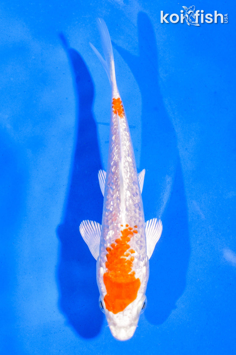 5" GINRIN HARIWAKE