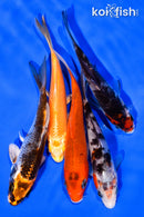 PACK OF (5) 3-4" STANDARD KOI
