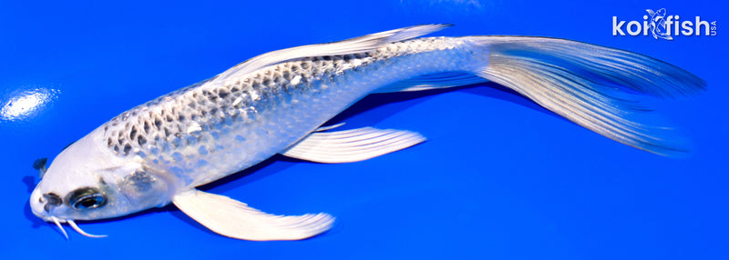 6.75" GIN MATSUBA BUTTERFLY