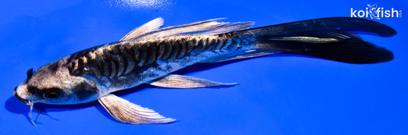 5.5" ARAGOKE KIKOKURYU BUTTERFLY