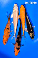 PACK OF (5) 3-4" MIXED STANDARD KOI