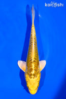 6.5" DOITSU KI MATSUBA