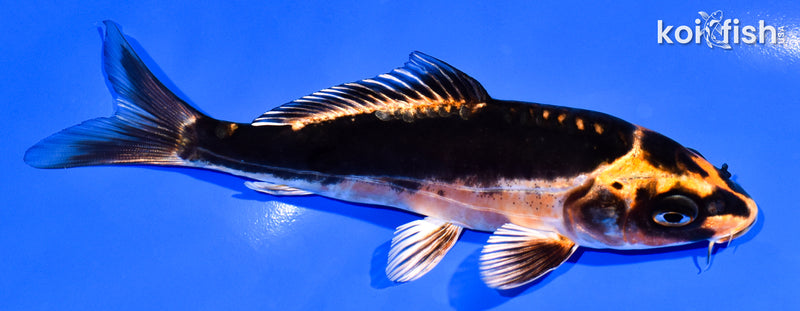 5.5" BENI KIKOKURYU
