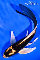 5.75" KABUTO BUTTERFLY