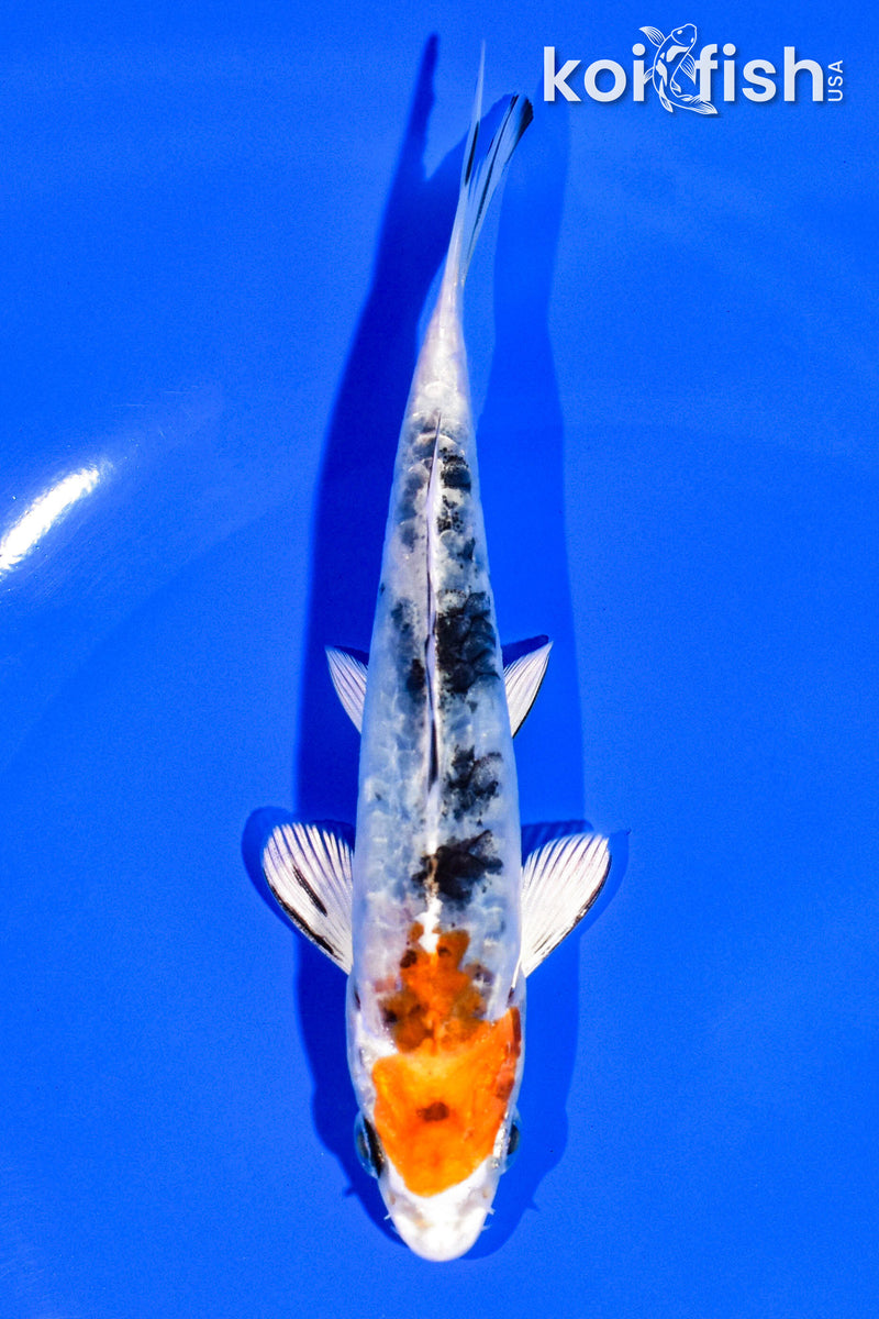 5.25" HEISEI NISHIKI