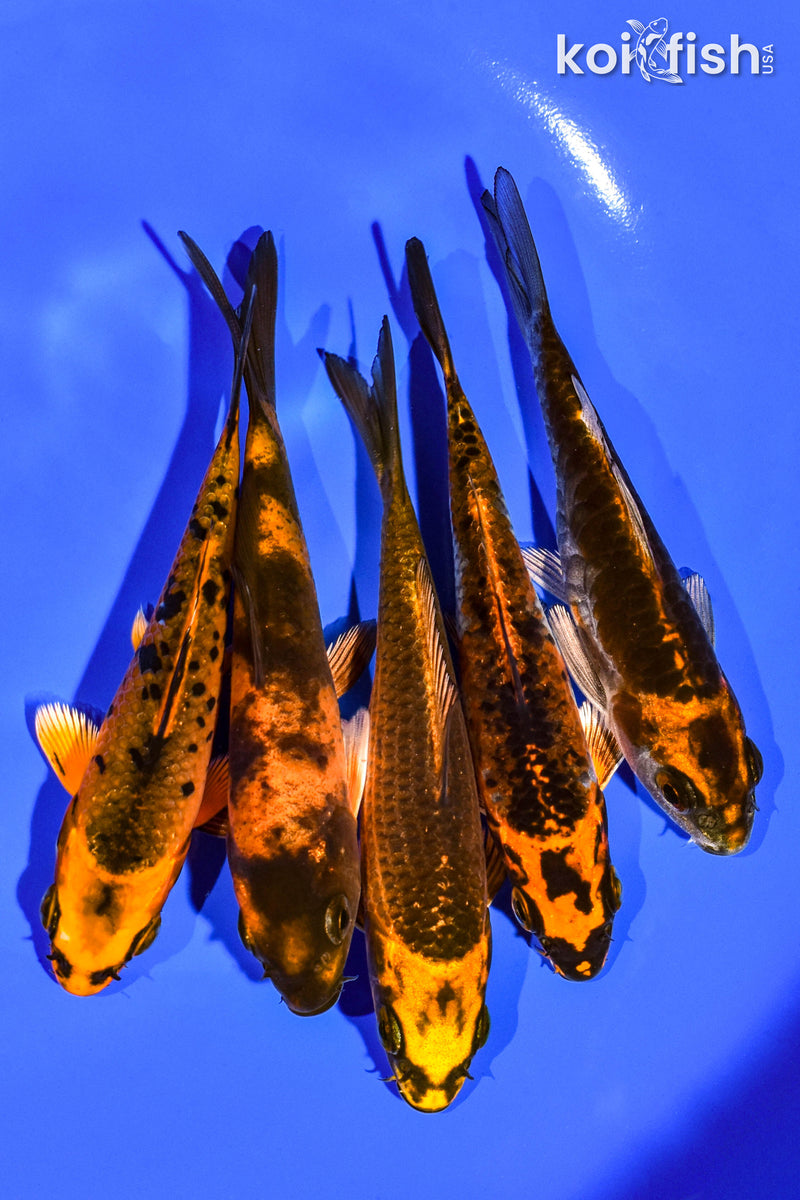 PACK OF (5) 4-5" STANDARD KOI