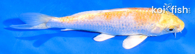 5" HARIWAKE