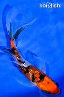 5.75" GINRIN SANKE BUTTERFLY