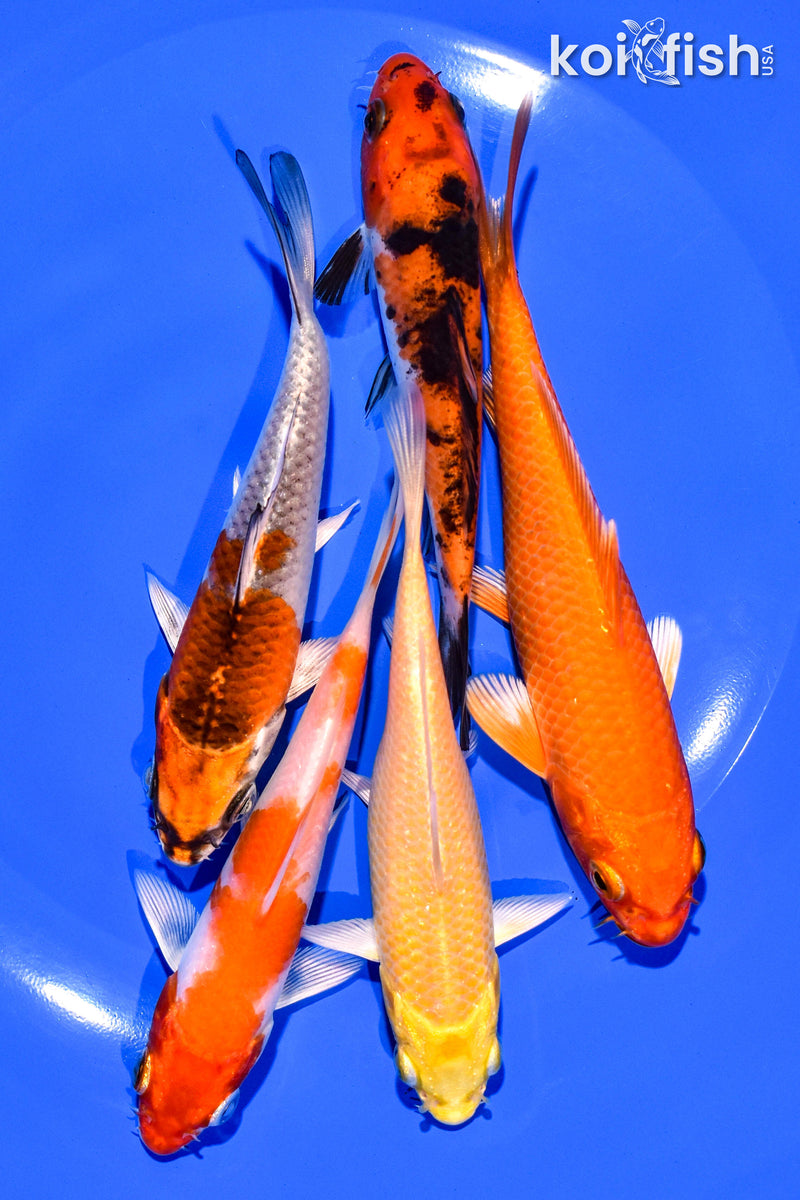 PACK OF (5) 4-5" STANDARD KOI