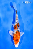 5.5" GINRIN YAMATO NISHIKI